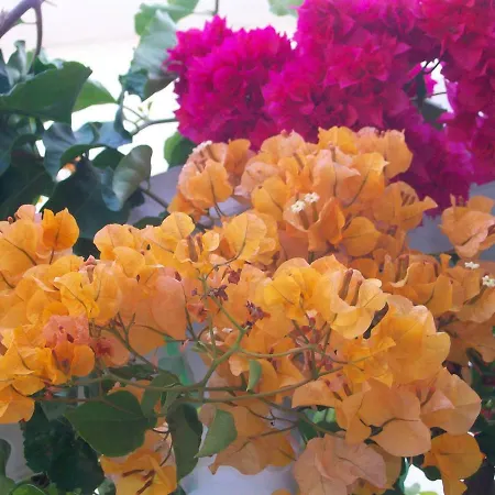 Dada Appartement Lopar