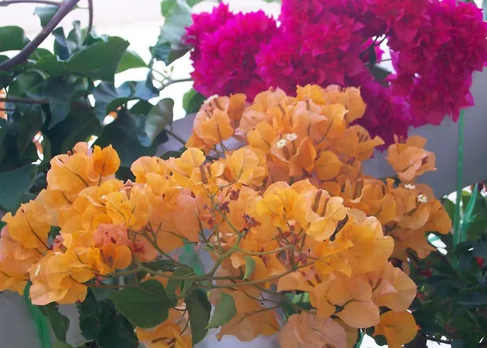 Dada דירה לופאר